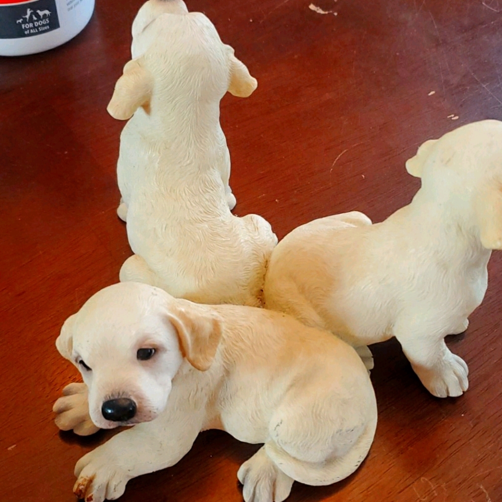 Big sky canine 3 yellow labradors